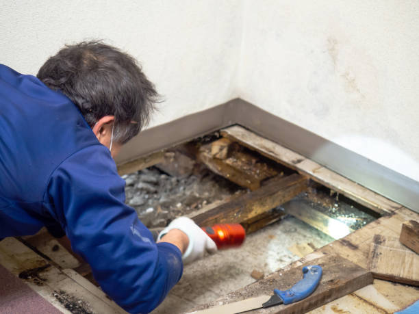 Home Mold Removal in Eaton, CO