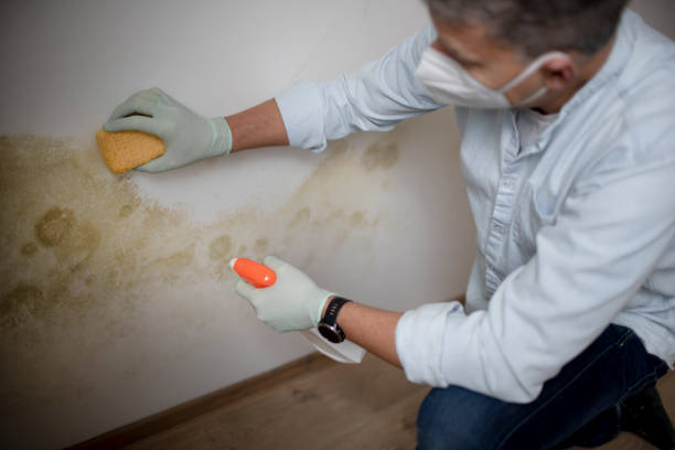 Office Mold Removal Services in Eaton, CO