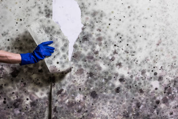 Best Black Mold Removal  in Eaton, CO